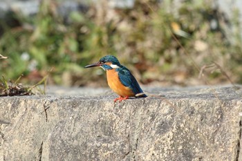 カワセミ 夙川河川敷緑地(夙川公園) 2023年1月19日(木)