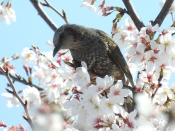 Sat, 4/1/2023 Birding report at 埼玉県さいたま市