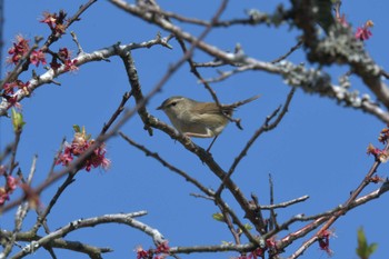 ウグイス 滋賀県甲賀市甲南町創造の森 2023年4月1日(土)