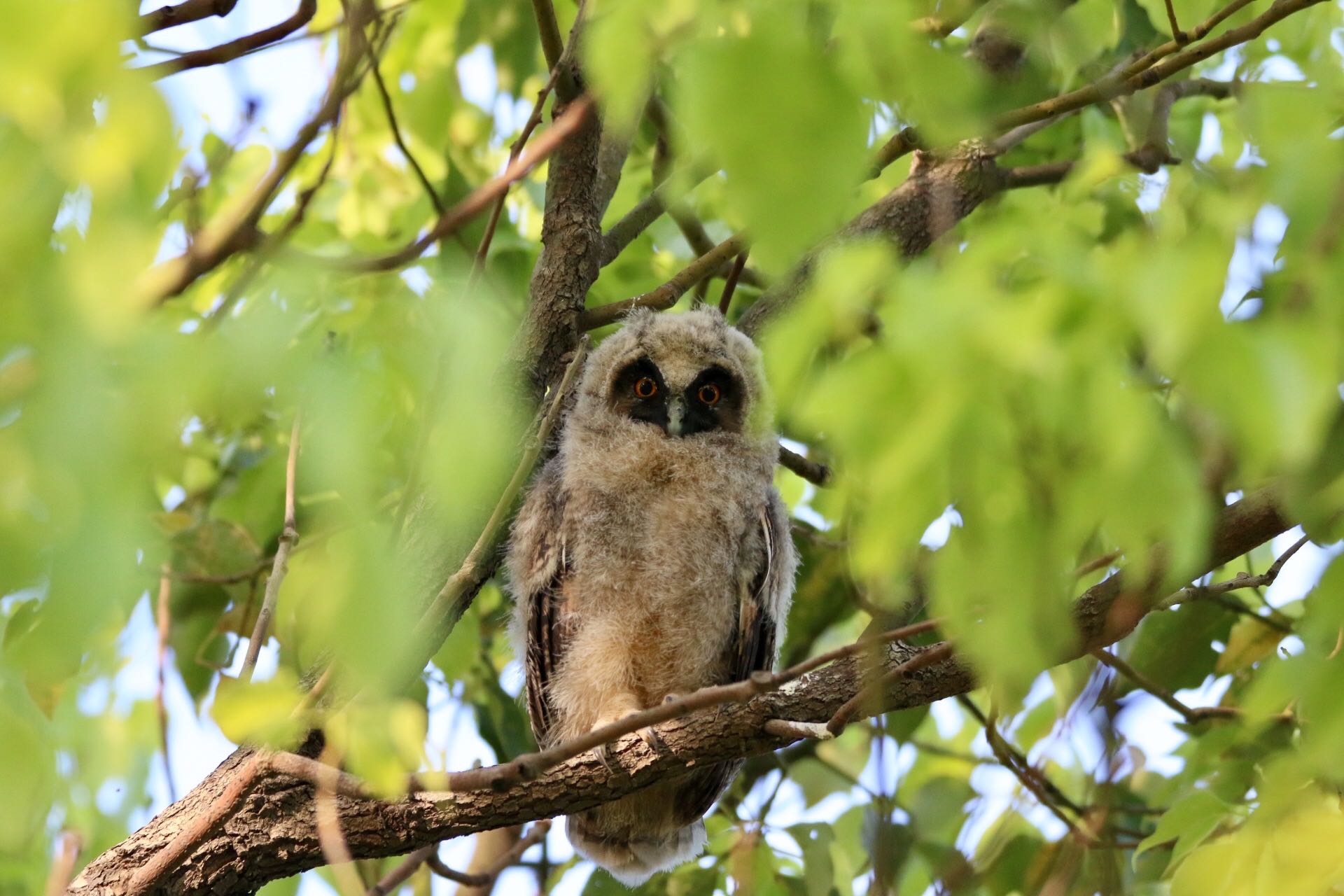 Photo of Long-eared Owl at  by ゴロー