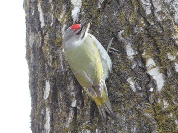 Grey-headed Woodpecker Tomakomai Experimental Forest Sat, 4/1/2023