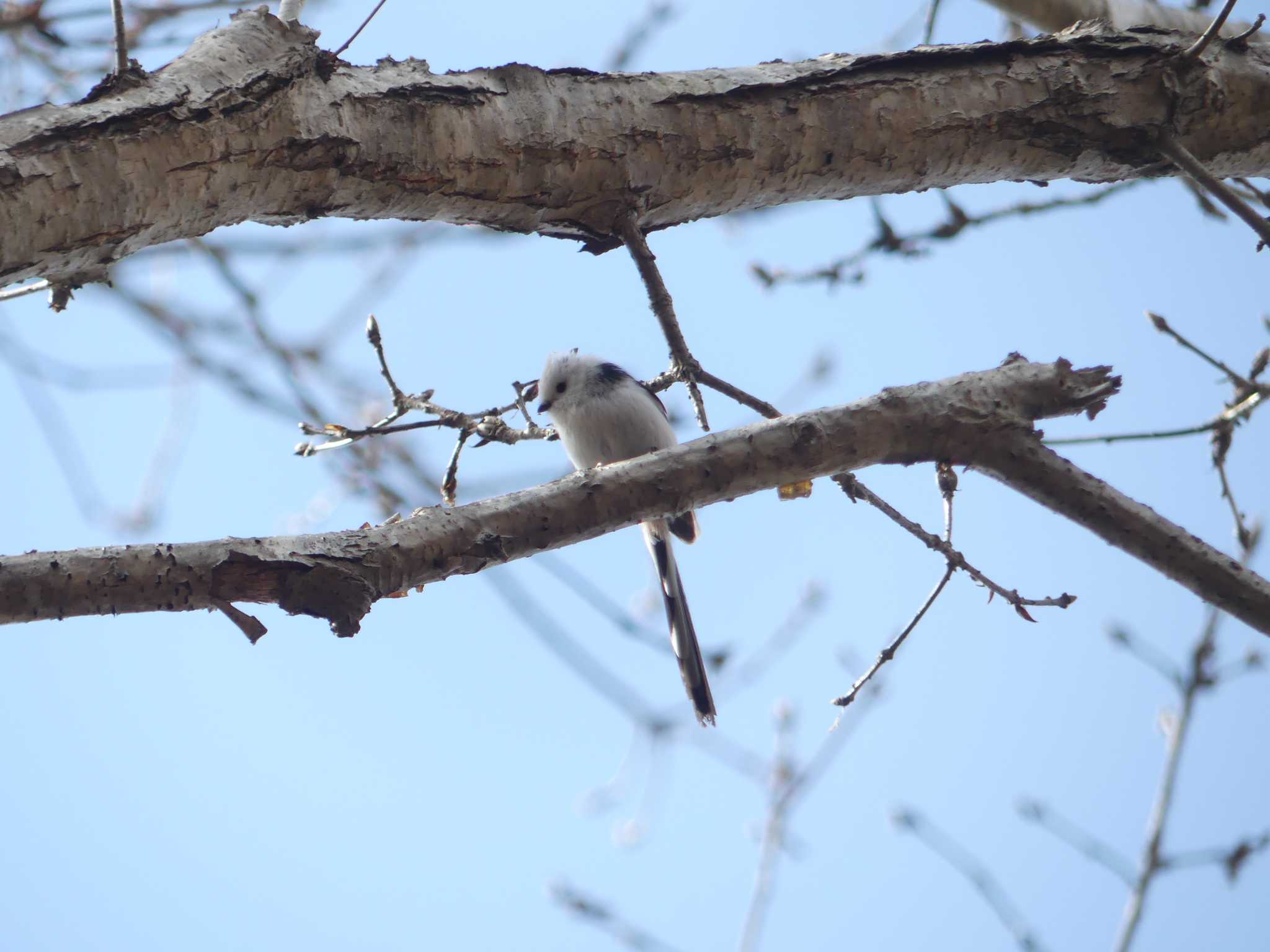 Long-tailed tit(japonicus)