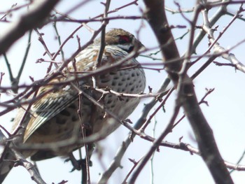 Hazel Grouse Tomakomai Experimental Forest Sat, 4/1/2023