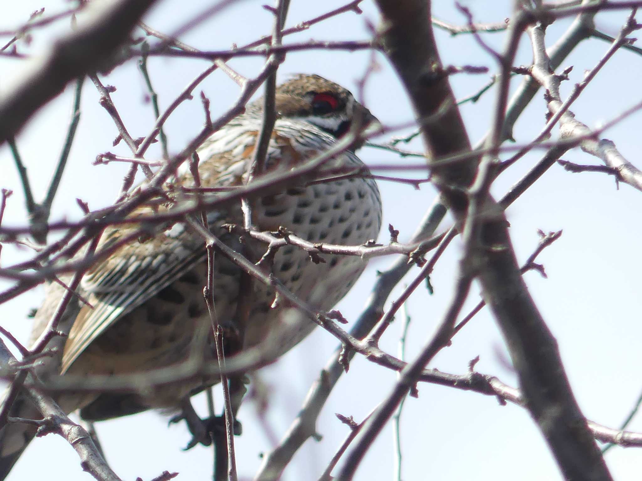 Hazel Grouse