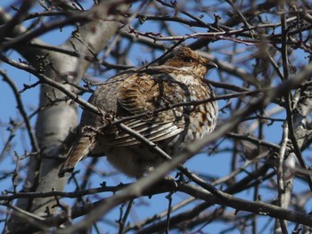 エゾライチョウ 北大研究林(北海道大学苫小牧研究林) 2023年4月1日(土)