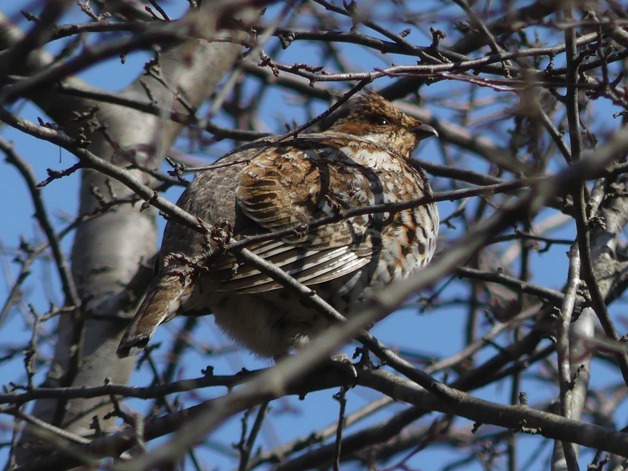 Hazel Grouse