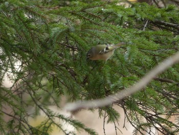 Goldcrest Tomakomai Experimental Forest Sat, 4/1/2023