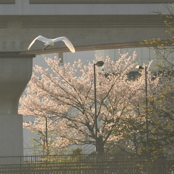 コサギ 平戸永谷川(横浜市) 2023年4月1日(土)