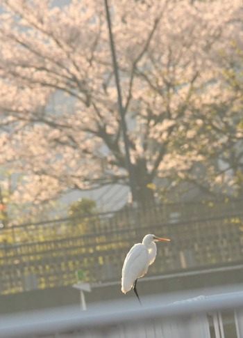 コサギ 平戸永谷川(横浜市) 2023年4月1日(土)