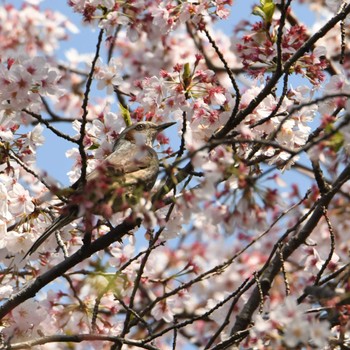 ヒヨドリ 舞岡公園 2023年4月1日(土)