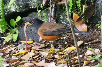 Izu Thrush Hachijojima Island Fri, 3/31/2023