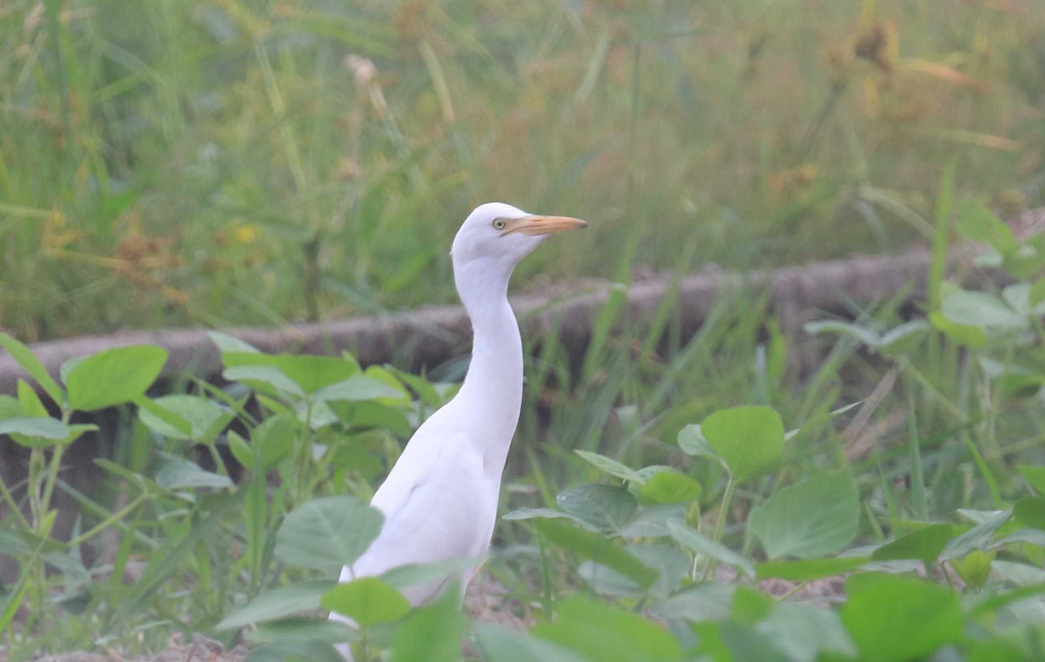 Photo of Medium Egret at 滋賀県 by アカウント695