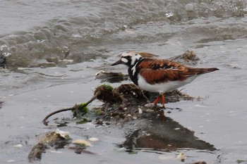 Ruddy Turnstone 三重県 Tue, 5/8/2018