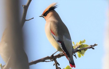 2023年4月1日(土) 野崎川流域(知多市)の野鳥観察記録