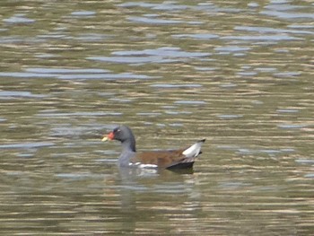 2023年4月1日(土) 東京港野鳥公園の野鳥観察記録