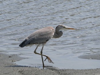 アオサギ 東京港野鳥公園 2023年4月1日(土)