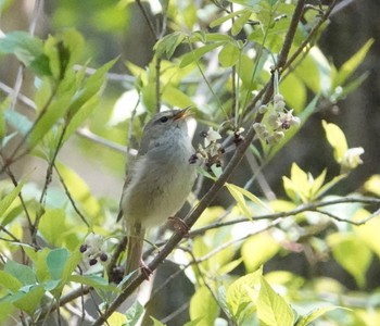 ウグイス こども自然公園 (大池公園/横浜市) 2023年4月1日(土)