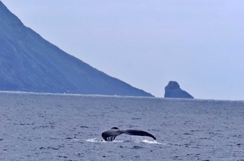 未同定 八丈島 2023年3月29日(水)