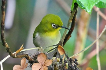 シチトウメジロ 八丈島 2023年3月30日(木)