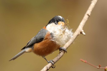 Varied Tit 箕面山 Sat, 4/1/2023