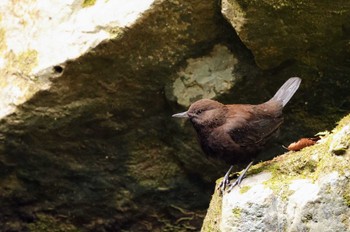 Brown Dipper 箕面山 Sat, 4/1/2023