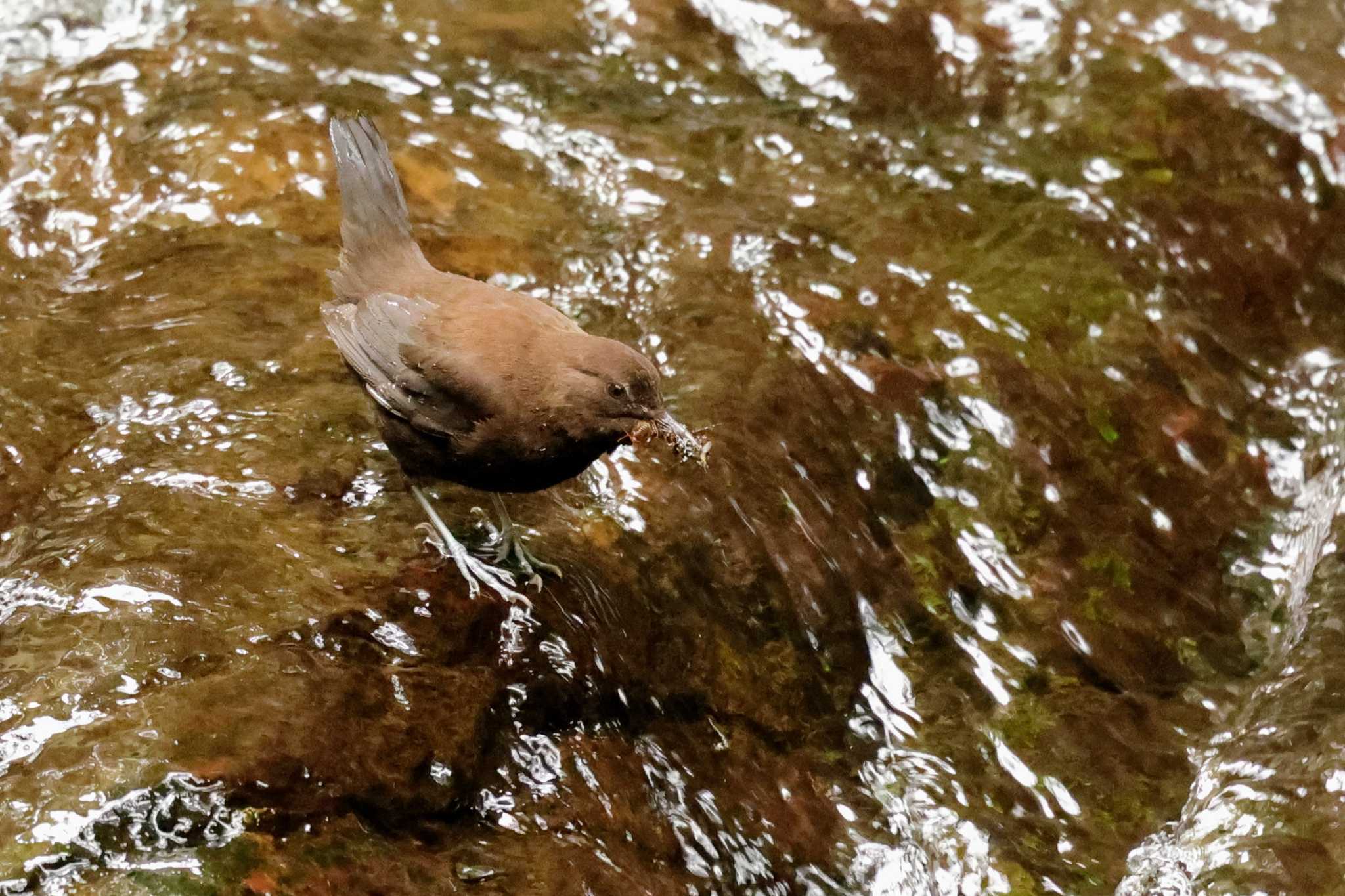 Photo of Brown Dipper at 箕面山 by トビトチヌ