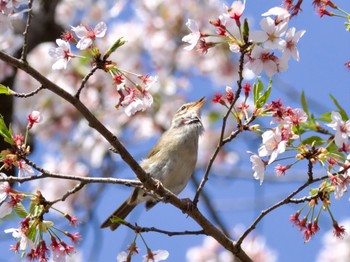 Sat, 4/1/2023 Birding report at 砂沼広域公園