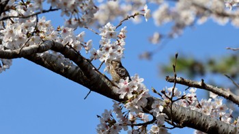 コゲラ 有馬富士公園 2023年4月1日(土)