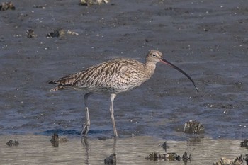 ホウロクシギ 葛西臨海公園 2023年3月30日(木)