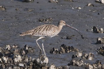 ホウロクシギ 葛西臨海公園 2023年3月30日(木)