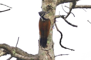 Greater Flameback クアラセランゴール自然公園 2023年3月6日(月)