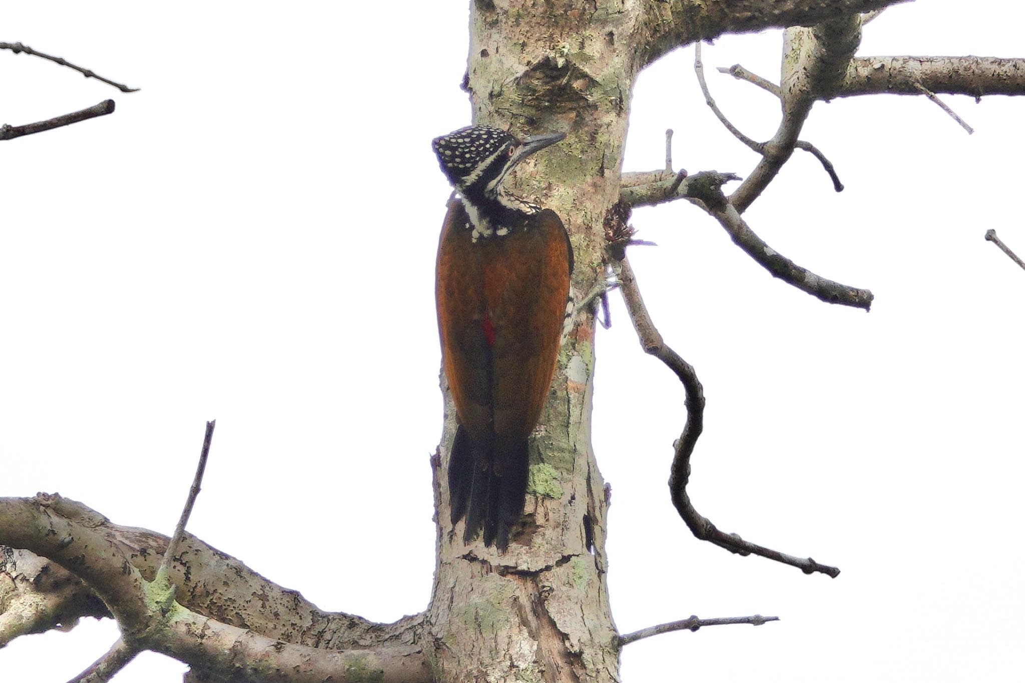 クアラセランゴール自然公園 Greater Flamebackの写真 by のどか