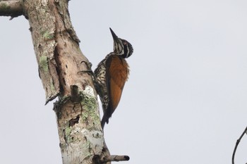 Greater Flameback クアラセランゴール自然公園 2023年3月6日(月)