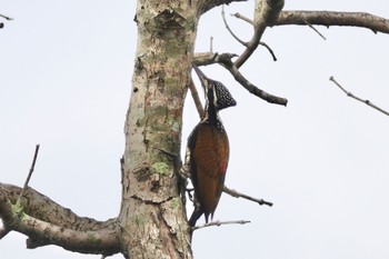 Greater Flameback クアラセランゴール自然公園 2023年3月6日(月)