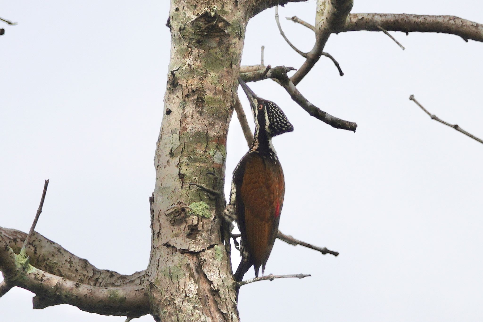 クアラセランゴール自然公園 Greater Flamebackの写真 by のどか