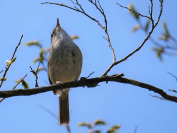 Japanese Bush Warbler 手賀沼公園 Sat, 4/1/2023