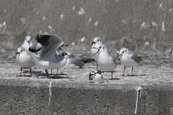 ヒメカモメ 銚子漁港 2023年3月11日(土)