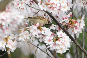 スズメ 葛西臨海公園 2022年4月7日(木)