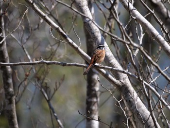 Meadow Bunting 秩父 Sat, 4/1/2023