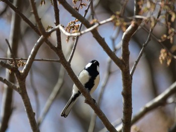 Japanese Tit 秩父 Sat, 4/1/2023