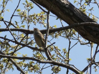 Japanese Bush Warbler 秩父 Sat, 4/1/2023