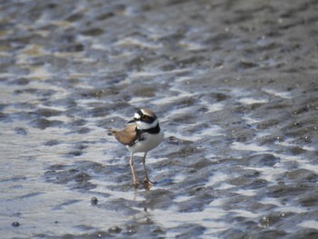 2023年4月1日(土) ふなばし三番瀬海浜公園の野鳥観察記録