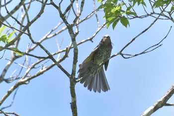 Sun, 5/20/2018 Birding report at Mie-ken Ueno Forest Park