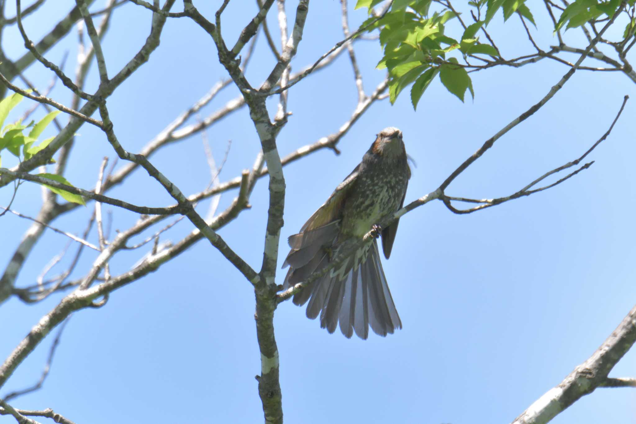 Brown-eared Bulbul