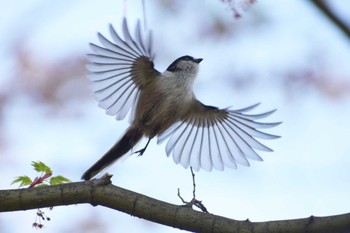 Long-tailed Tit Kyoto Gyoen Sat, 4/1/2023