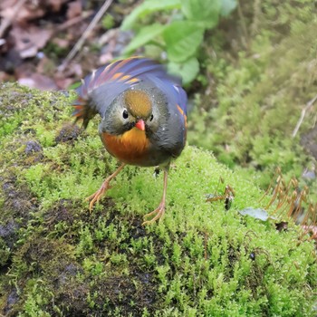 ソウシチョウ 丸火自然公園 2023年3月31日(金)