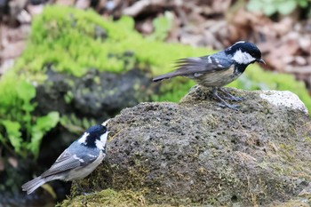 ヒガラ 丸火自然公園 2023年3月31日(金)