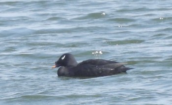 White-winged Scoter Sambanze Tideland Sat, 4/1/2023