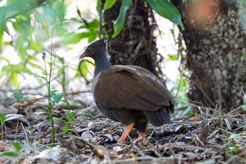 Orange-footed Scrubfowl Flecker Botanical Garden(Cairns) Fri, 5/4/2018