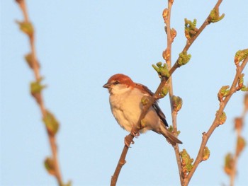 2023年4月1日(土) 渡良瀬遊水地の野鳥観察記録